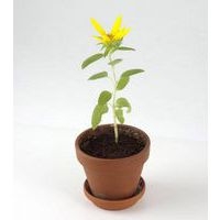 Activité Fête des parents - Image 2