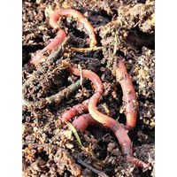 Lombricomposteur - Image 2