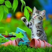 Puzzles chatons 49 pièces - Image 3