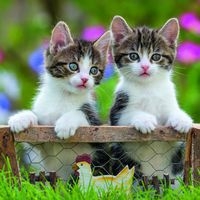 Puzzles chatons 49 pièces - Image 2