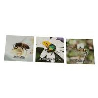 Mémo nature petites bêtes - Image 2