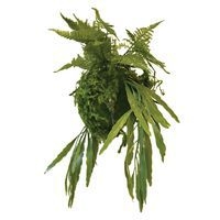 Plantes suspendues KYOTO RHIPSALIS FOUGERES - Image principale