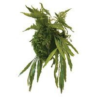 Plantes suspendues KYOTO - Image 3