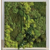 Cadre végétal n 20 - Image principale