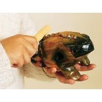 Grenouille 'guiro' - Image 2