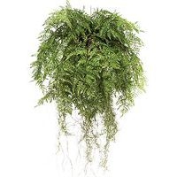 Lot de 2 suspensions fougères Ø 55 - Image principale