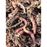 Lombricomposteur - Image 2