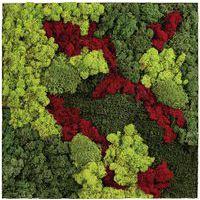 Cadre végétal n 12 - Image principale