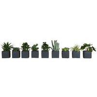 Lot de 9 pots carrés 7x7 gris 9 plantes - Image principale