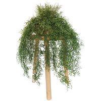 Les tombantes fougères et jasmin - Image principale