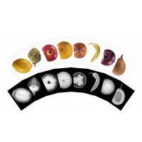 Cartes et radiographies de plantes (84 pièces) - Image principale