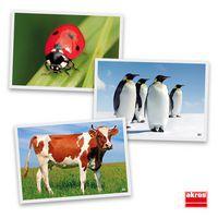 Atelier photos logiques : 'les animaux' - Image 3