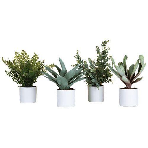 Illustration de : Lot de 4 pots cylindriques 4 plantes Tanaman