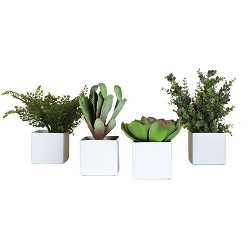 Illustration de : Lot de 4 pots carrés 11x11 4 plantes Tanaman