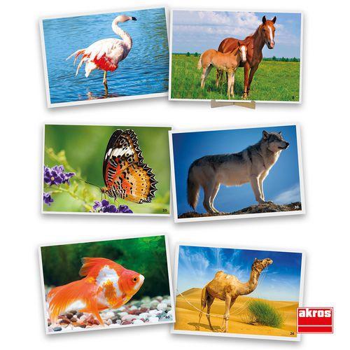 Illustration de : Atelier photos logiques : 'les animaux' - Akros