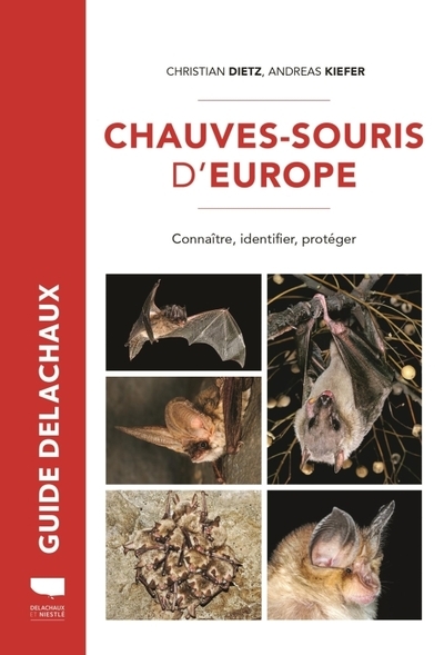 Chauves-souris d'europe - Image principale
