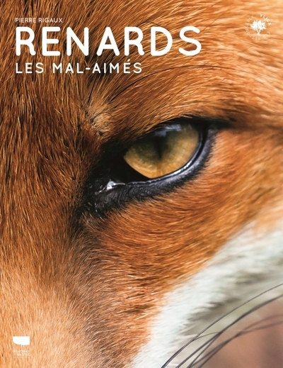 Renards - Image principale