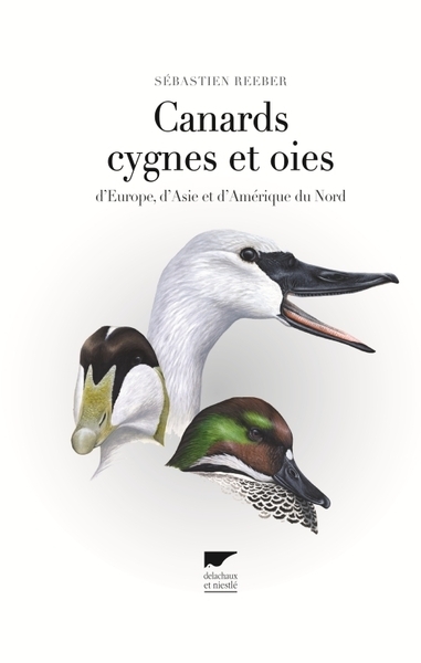 Canards, cygnes et oies - Image principale