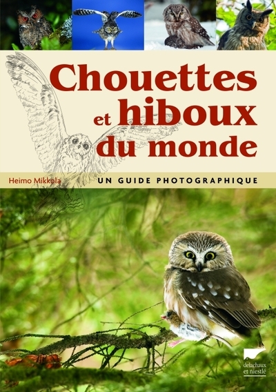 Chouettes et hiboux du monde - Image principale