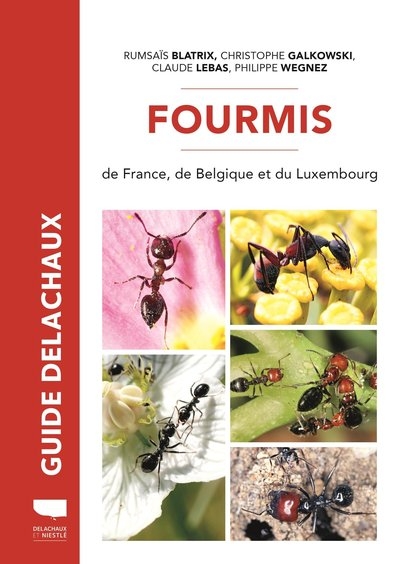 Fourmis de france - Image principale