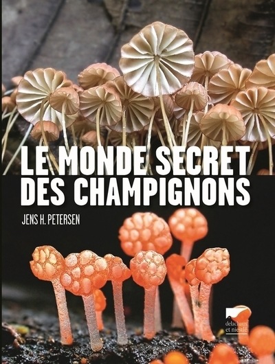 Le monde secret des champignons - Image principale