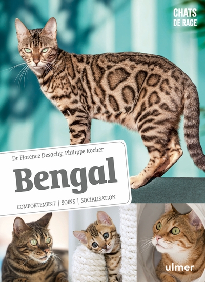 Bengal - comportement, soins, sociabilisation - Image principale