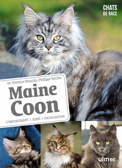 Maine coon - comportement, soins, sociabilisation - Image principale
