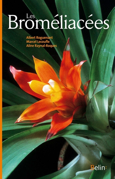 Les broméliacées - Image principale