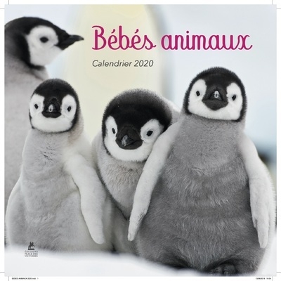 Calendrier bébés animaux 2020 - Image principale