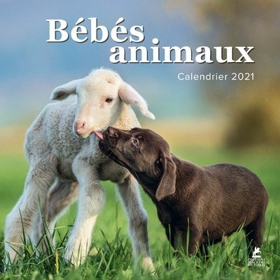 Bébés animaux - calendrier 2021 - Image principale