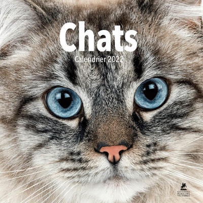 Chats - calendrier 2022 - Image principale