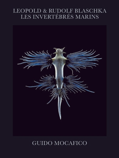 Blaschka - les invértébrés marins - Image principale