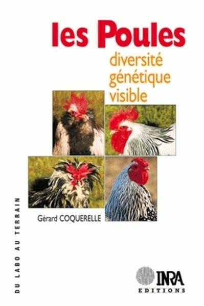 Les poules - Image principale