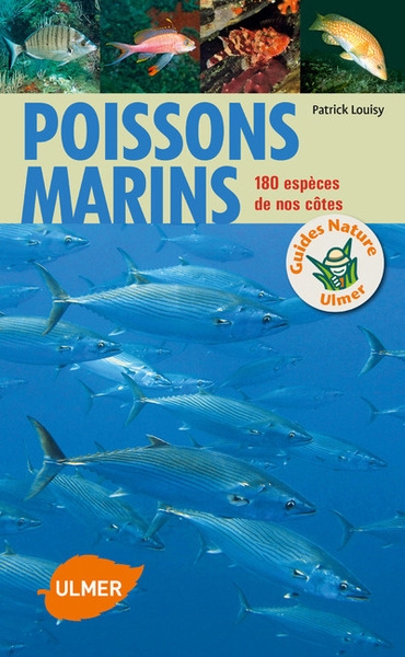 Poissons marins - Image principale