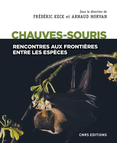 Chauves-souris - rencontres aux frontières entre les espèces - Image principale