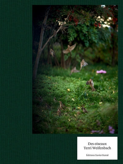 Des oiseaux - terri weifenbach - Image principale