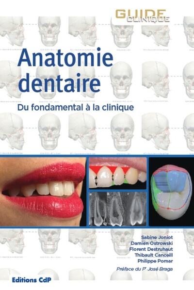 Anatomie dentaire - Image principale