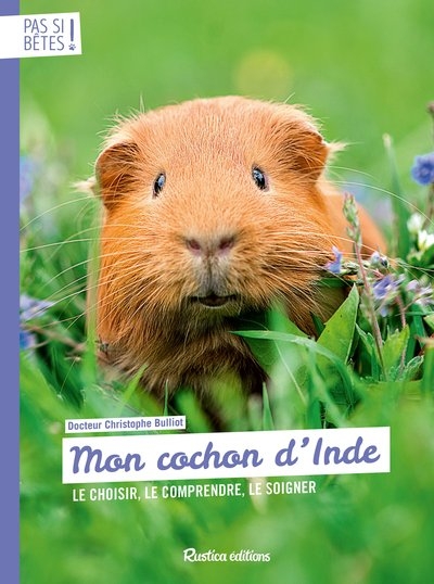 Mon cochon d'inde - Image principale