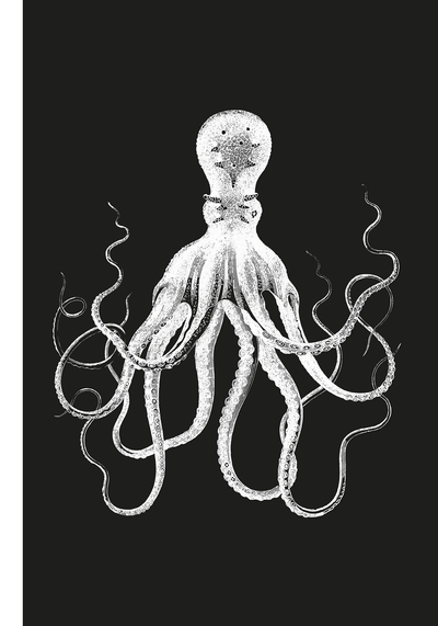 Poulpe - Image principale