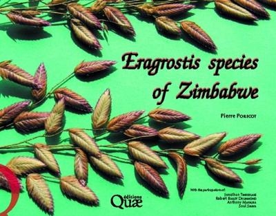 Eragrostis species of zimbabwe - Image principale