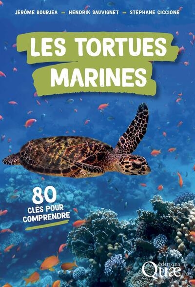Les tortues marines - Image principale