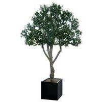Arbre feuillages OLIVIER - Image principale