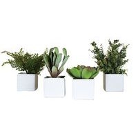Lot de 4 pots carrés 11x11 blanc 4 plantes - Image principale