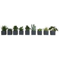 Lot de 9 pots carrés 7x7 9 plantes Tanaman - Image principale