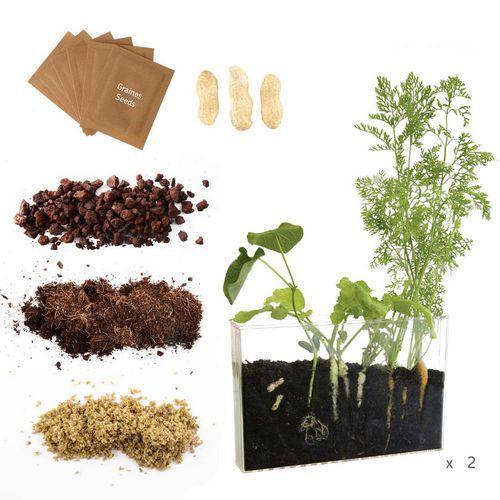 Illustration de : Coffret d'observation des racines - Radis et Capucine