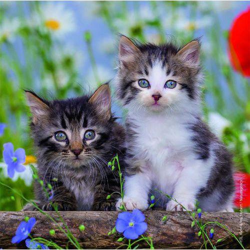 Illustration de : Puzzles chatons 49 pièces - Ravensburger