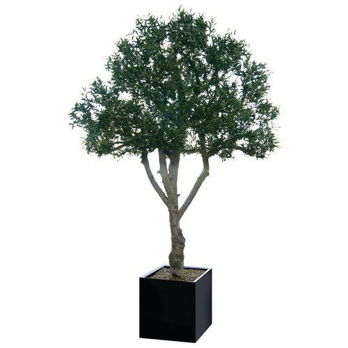 Illustration de : Arbre feuillages OLIVIER