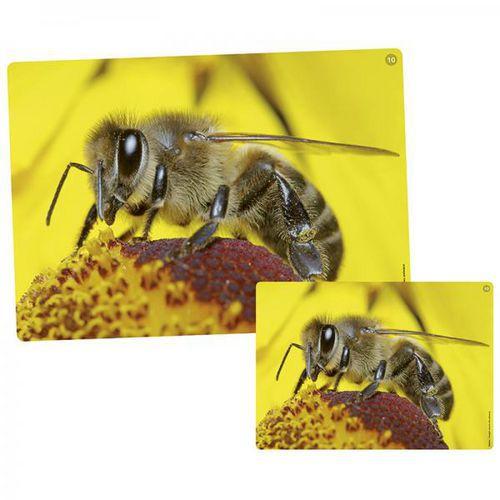 Illustration de : Imagier sonore des animaux - Nathan